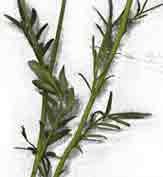 wiesenschaumkraut